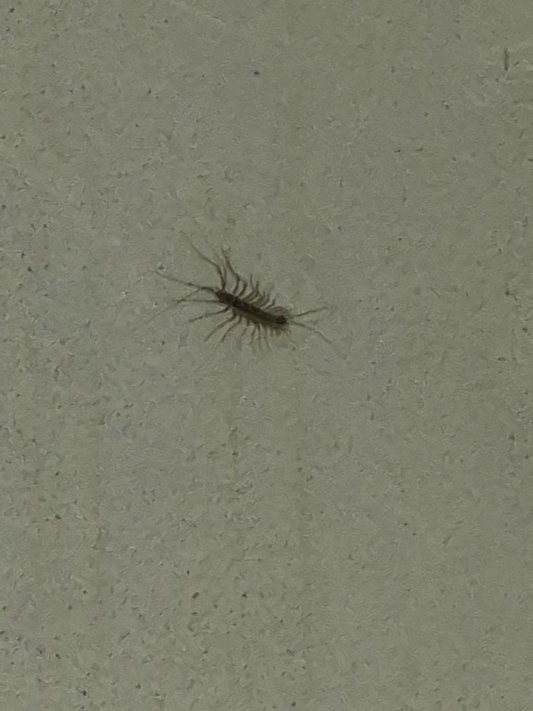 The house centipede that interrupted the children’s sleepover